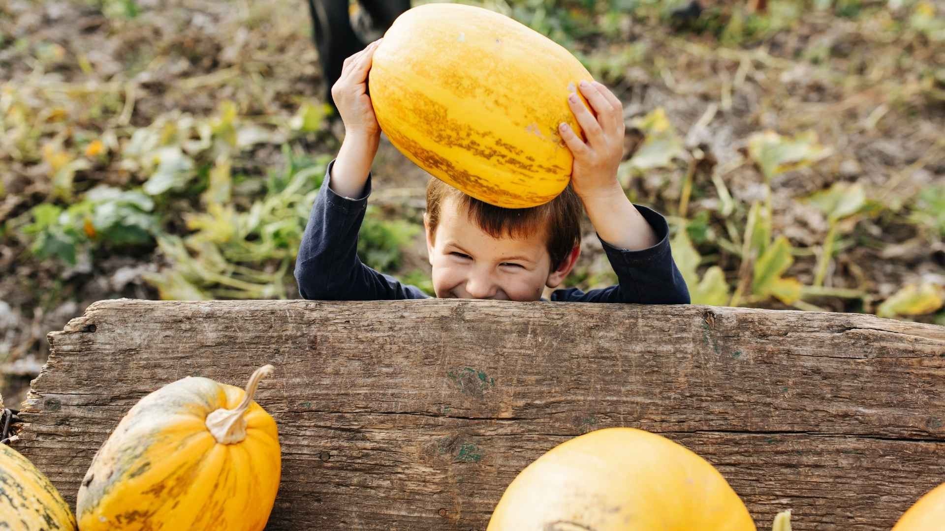 Happy young child, barely taller than the cart, holding a pumpkin above his head as he adds it to the pile.