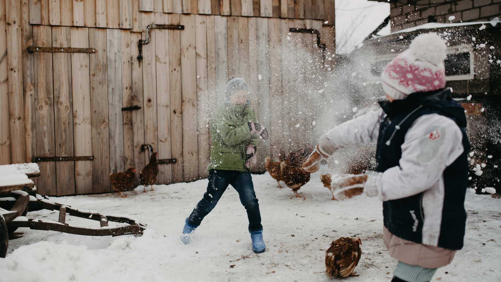 Two children enjoy a snow fight outside a barn, with chickens wandering nearby.