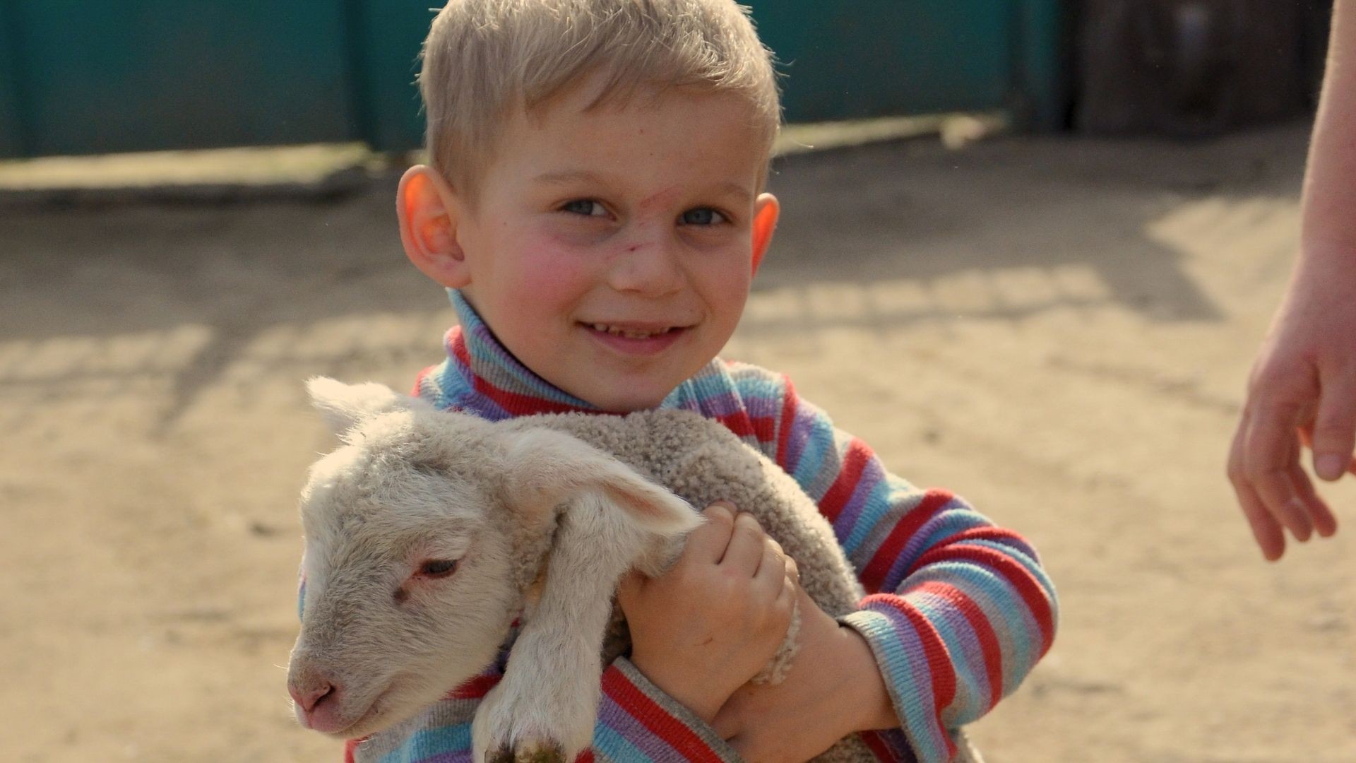 Fair-haired boy smiling as he holds a small lamb in his arms.