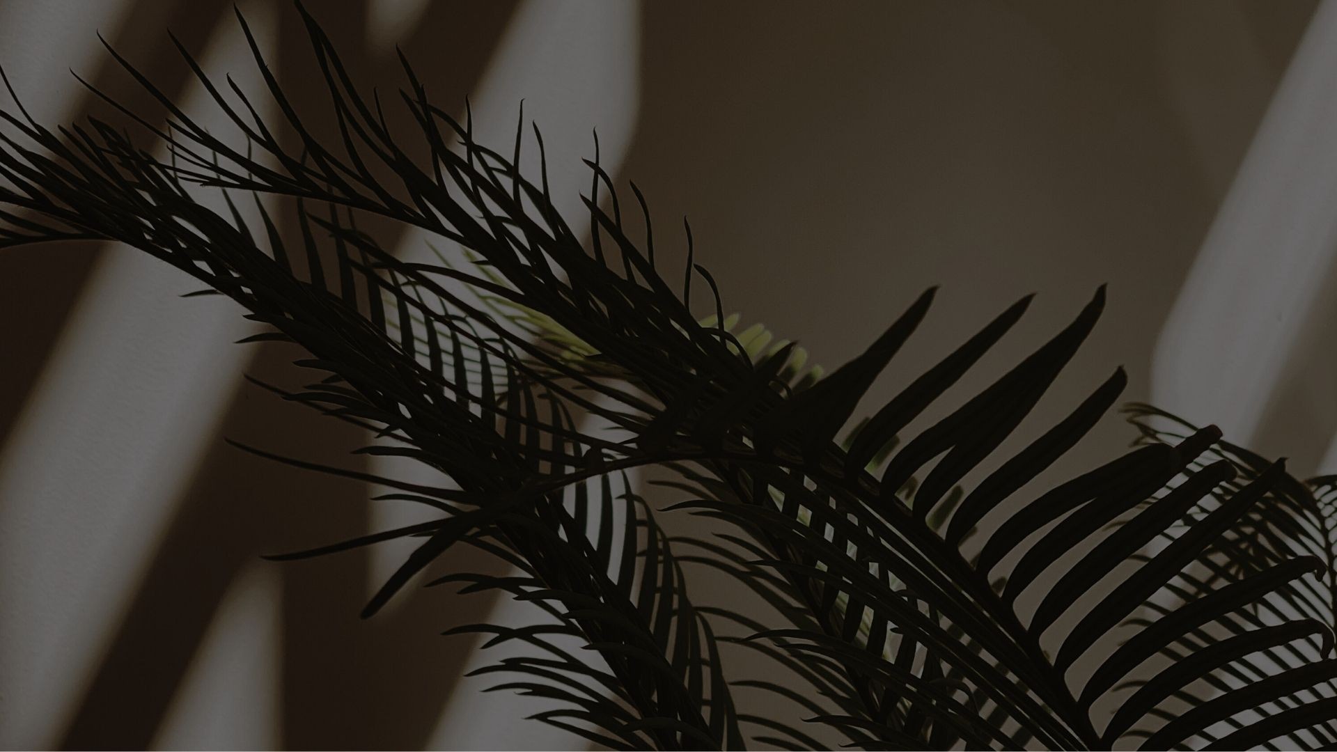 Sunlight streams across a wall with palm leaf silhouettes.