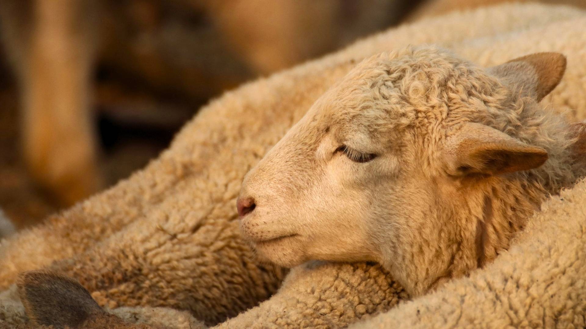 Young lamb rests head on front paws, huddled closely with other lambs.