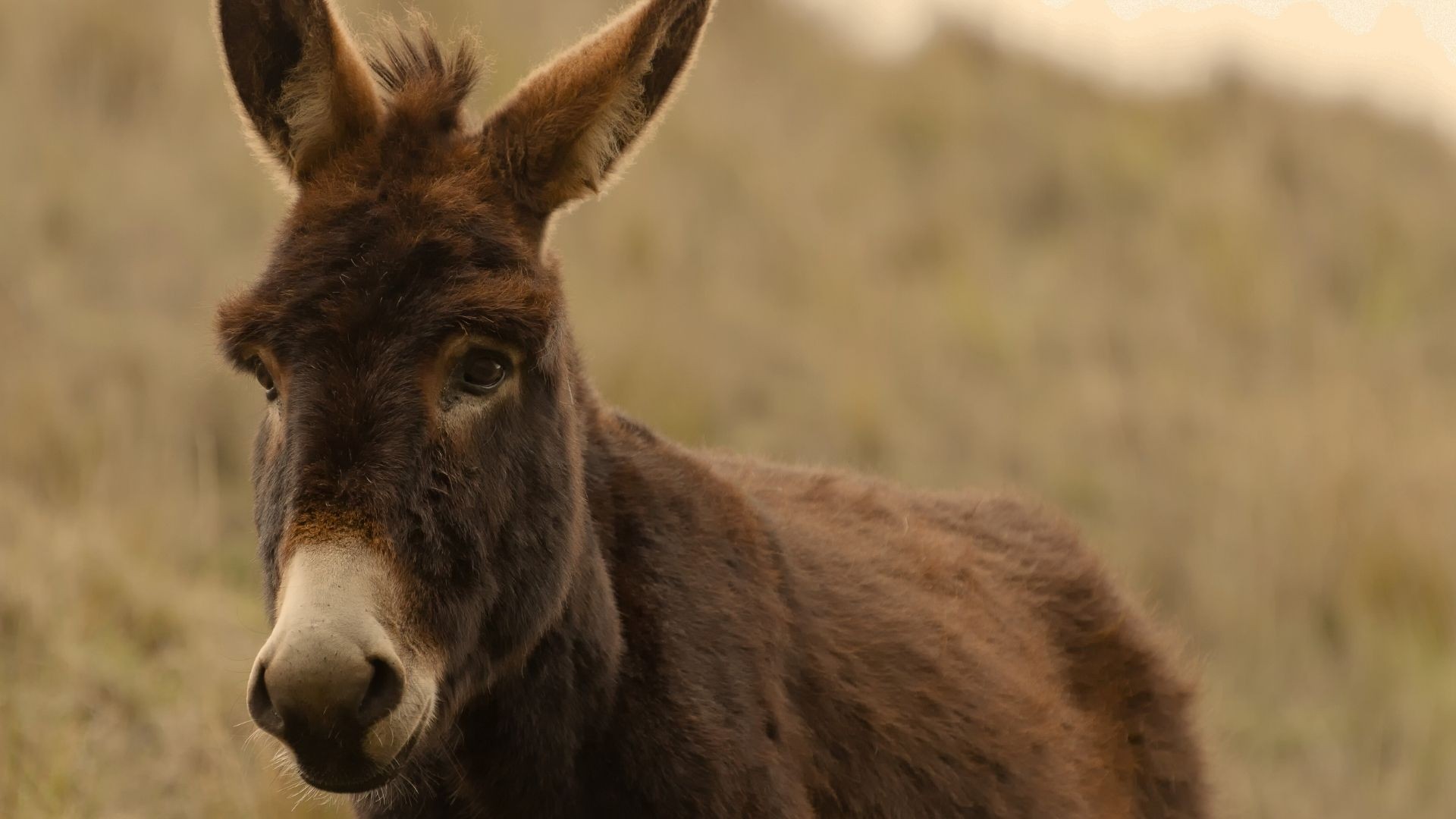 Brown donkey standing in a grassy field