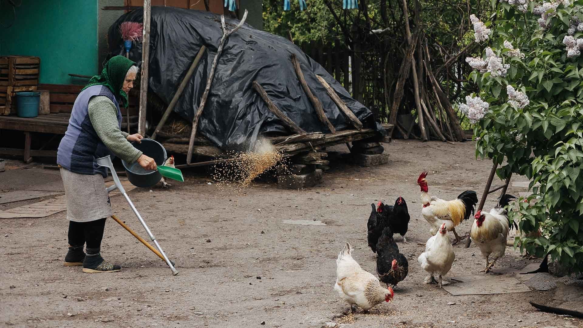 Elderly woman scatters feed to her chickens.