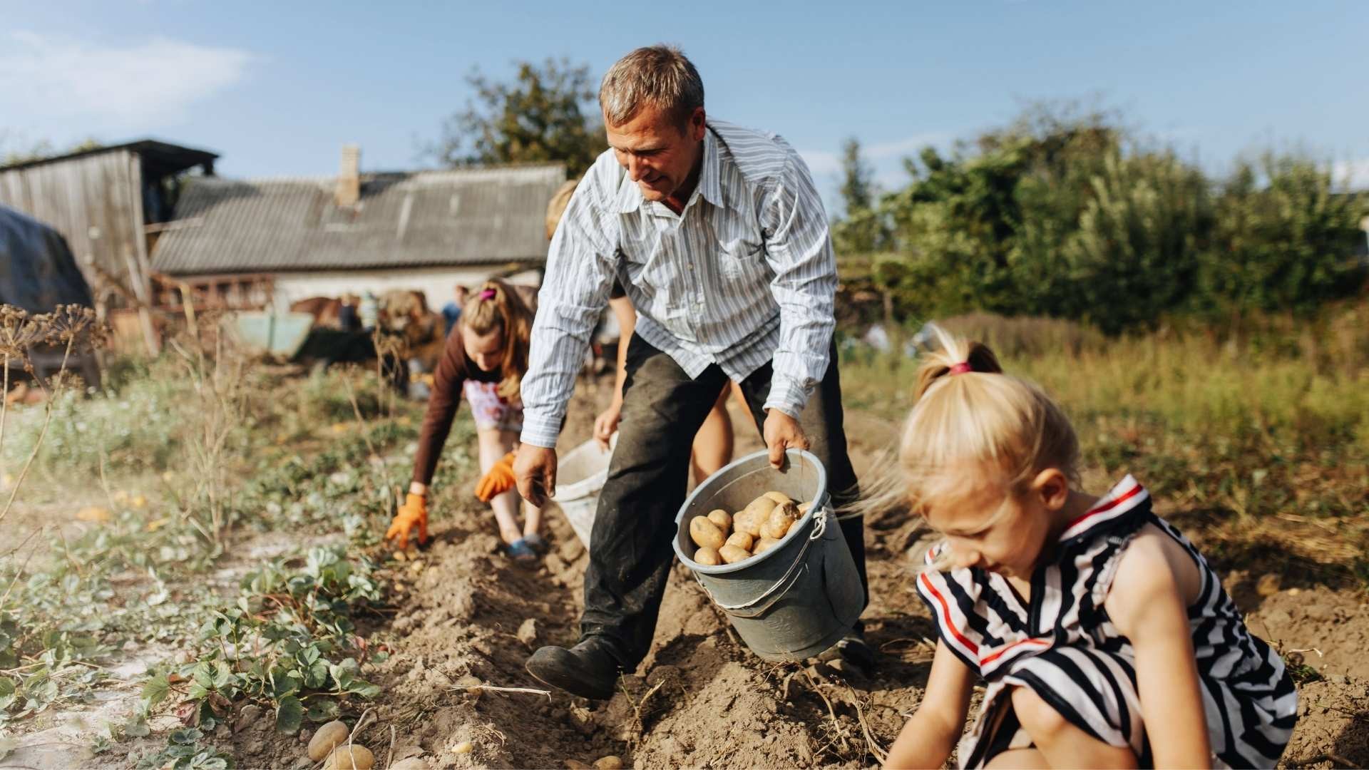 Father harvesting potatoes with a bucket, working alongside his children in the field.