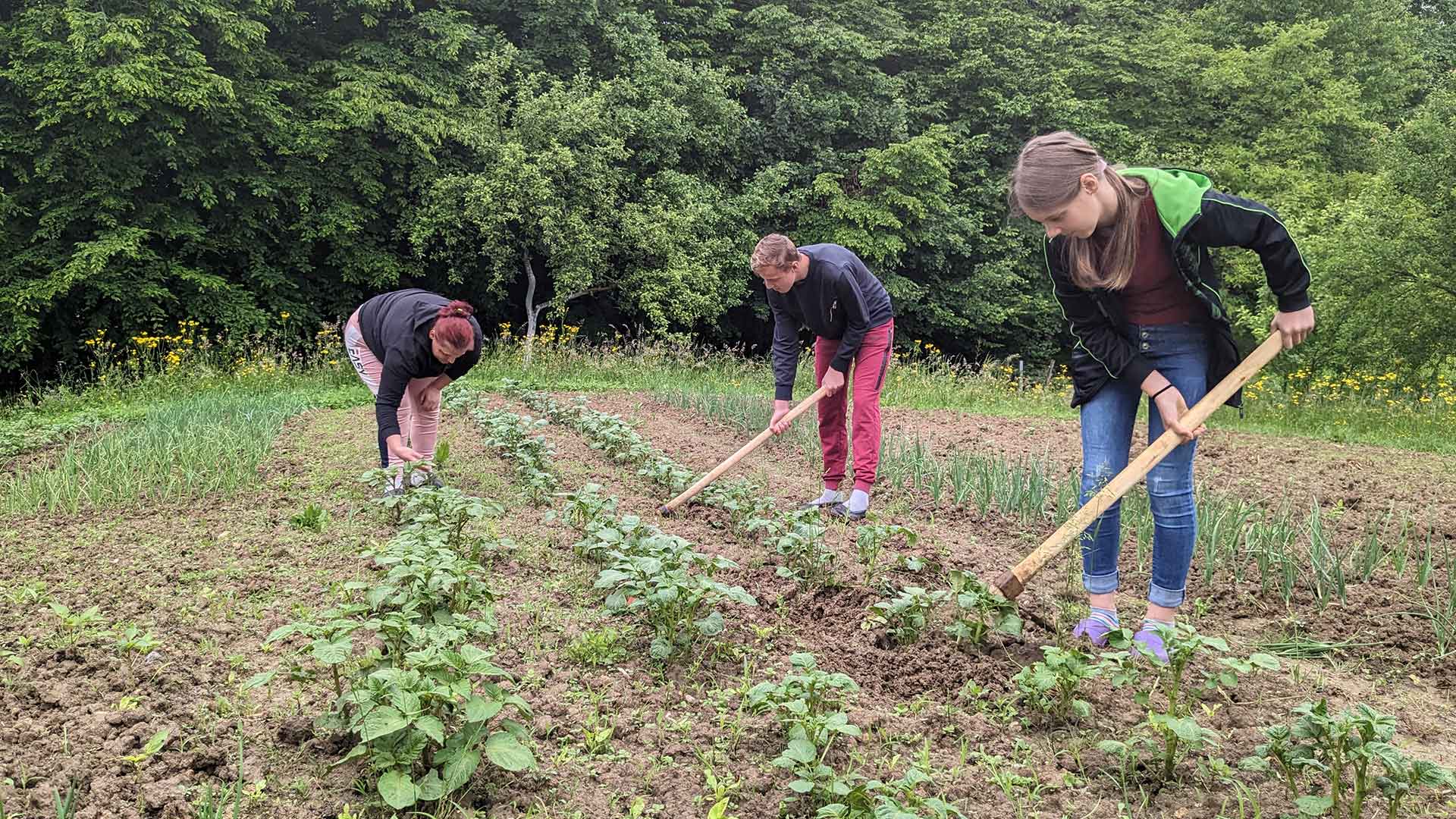 A family work the soil growing vegetables.